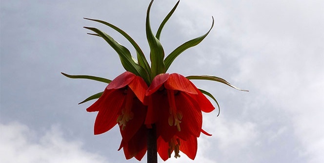 Van Gölü kıyısında 12 tür ters lale çiçek açtı