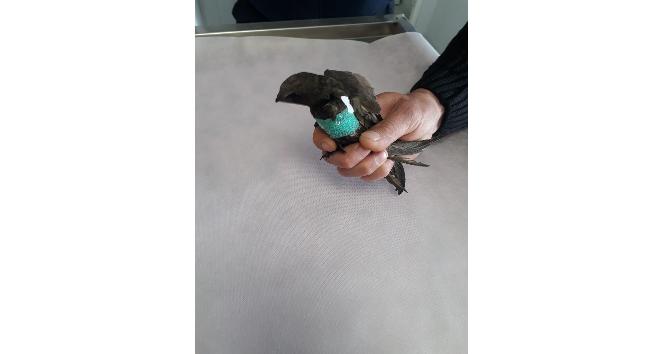 Hayvansever tarafından bulunan yaralı kuşlar tedavi edildi