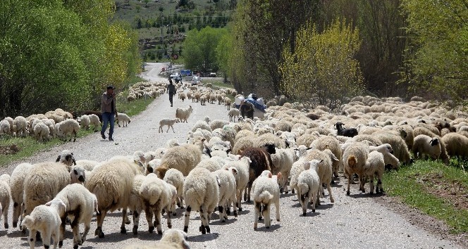 Şavak aşireti göçebe çobanlık yaparak geçimlerini sağlıyor
