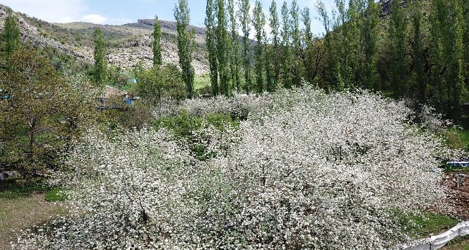 Şırnak’ta çiçek açan elma ağaçları kartpostallık görüntüler oluşturdu