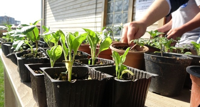 Pandemi döneminde yerli tohum ve fidelere yoğun ilgi