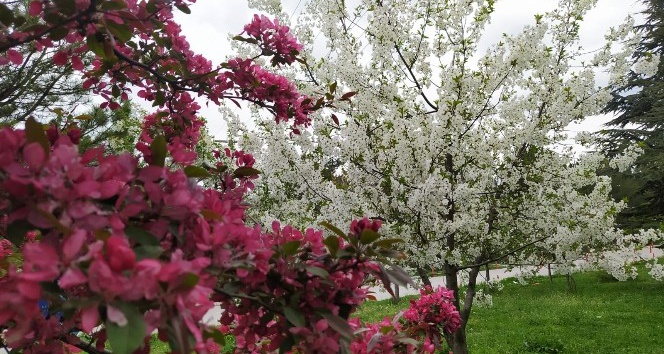 Kütahya’da ilkbahar güzelliği
