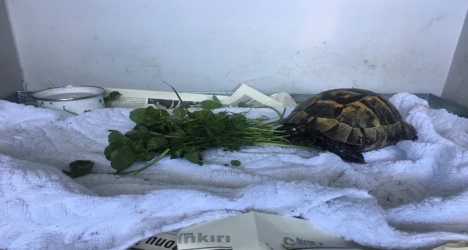 Zifte bulaşan kaplumbağa hayata döndü