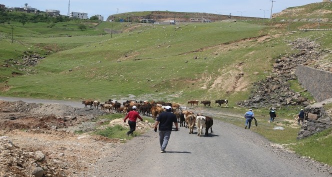 Cizre’de başıboş hayvanlar toplatılıyor