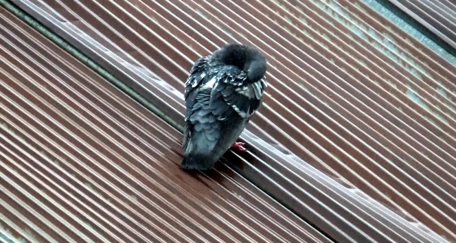 Yabani güvercinlerin yağmur banyosu