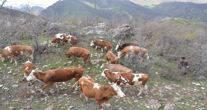 Yayla yasağı kalkınca göçerler büyükbaş hayvancılığa başladı