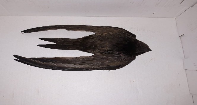Payas’ta yaralı bulunan Ebabil kuşu tedavi altına alındı
