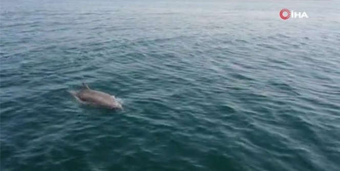 Yunus sürüsü İstanbul boğazına akın etti