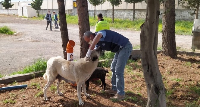 Kızıltepe Belediyesi sokak hayvanlarını unutmadı