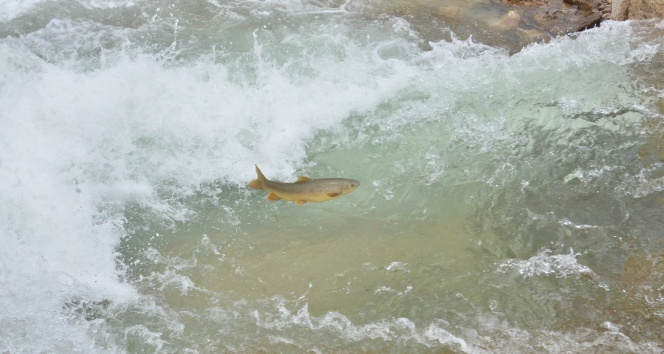 Göç yolunda akıntıya karşı yüzen balıklar, şelaleyi sıçrayarak aşıyor