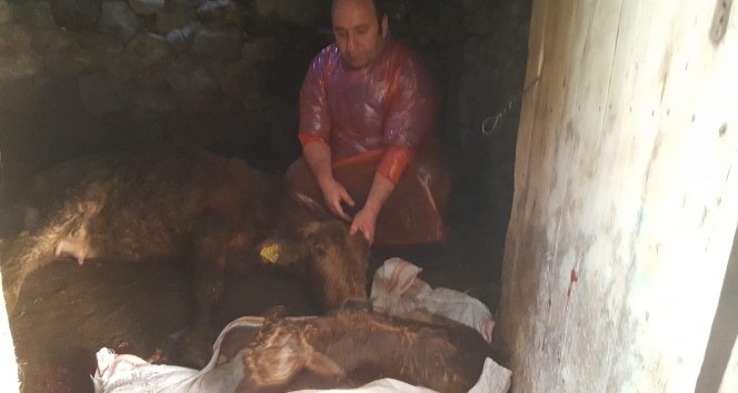 Doğum yapamayan ineğin imdadına veteriner hekim yetişti