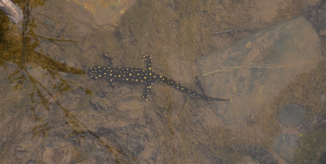 Nesli tükenmekte olan onlarca benekli semender ölü bulundu