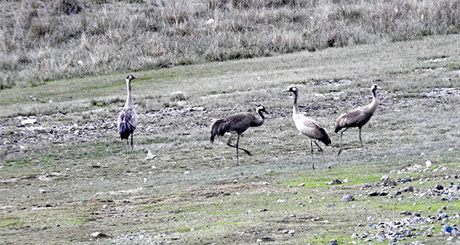 Nesli tükenme tehlikesi altında olan turnalar, Ekşisu Sazlığında görüntülendi