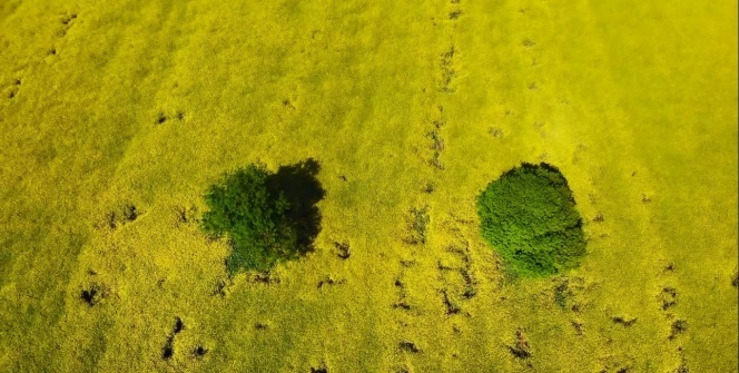 Kanola bahçesinden kartpostallık görüntüler