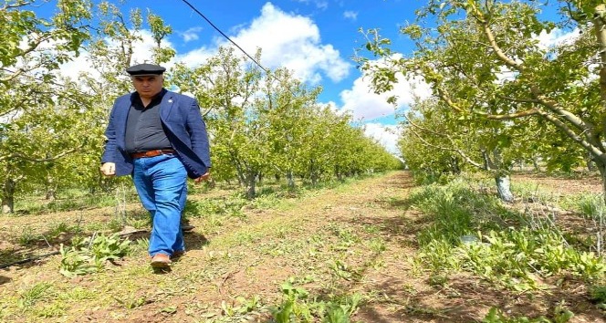 Ziraat Odası Başkanı Bayram: “Dolu üç köyümüzde ekili araziler ve elma bahçelerine ciddi zarar verdi”