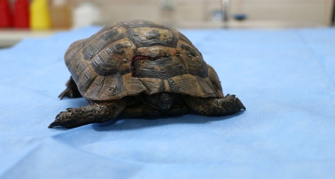 Kabuğu kırılan kaplumbağaya tıbbi müdahale