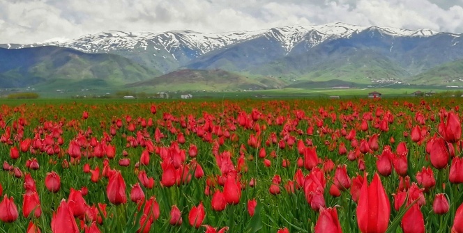 Muş Ovası’nı kırmızıya bürüyen laleler kartpostallık görüntüler oluşturuyor