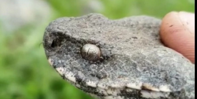 Türkiye'nin zehri en ölümcül yılanı! Görenler şaşkına döndü