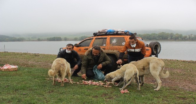 Uludağ’daki hayvanlar "aç kalmasın" diye öyle engelleri aşıyor ki
