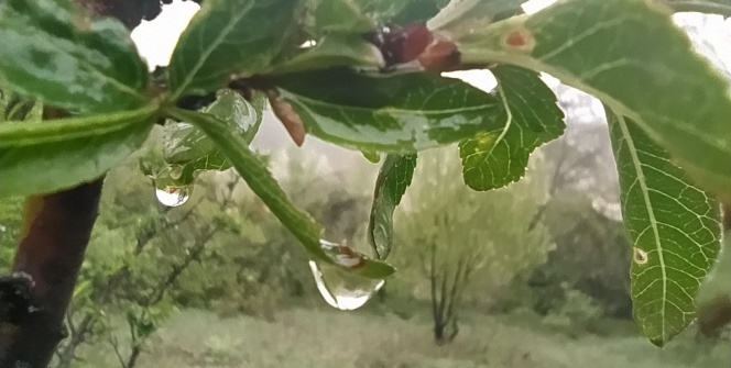 Yağmur damlaları ilginç görüntüler oluşturdu