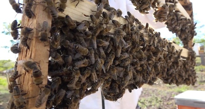 Bal üreticisinin yeni gelir kapısı ‘Kraliçe Arı’: tanesi 75 lira