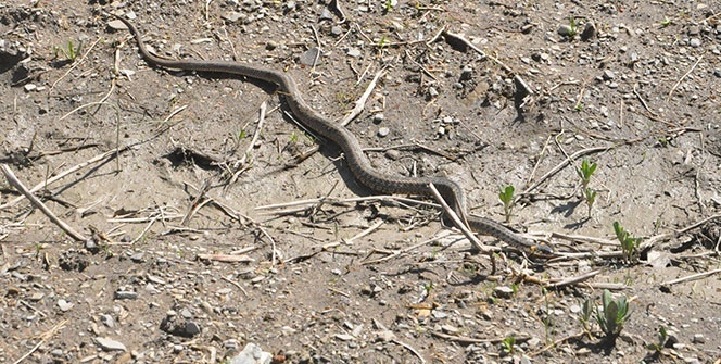 Yılanlar evi bastı