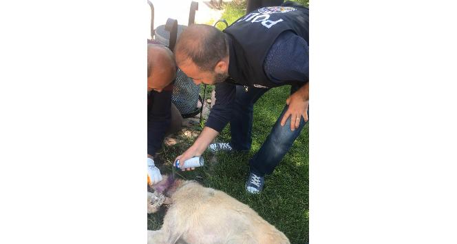 Mardin’de boynuna kablo dolanan köpeği polis kurtardı