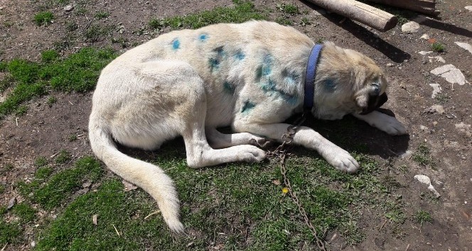 Kastamonu’da bir köpek, av tüfeğiyle vurulmuş halde bulundu
