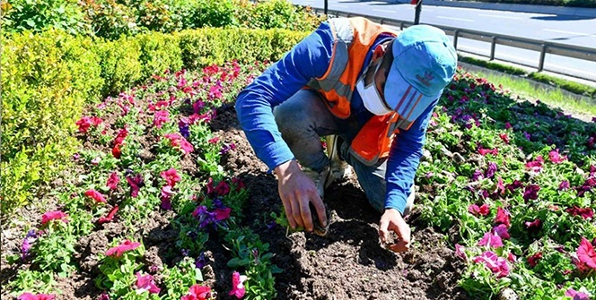 Başkent çiçeklerle güzelleşiyor