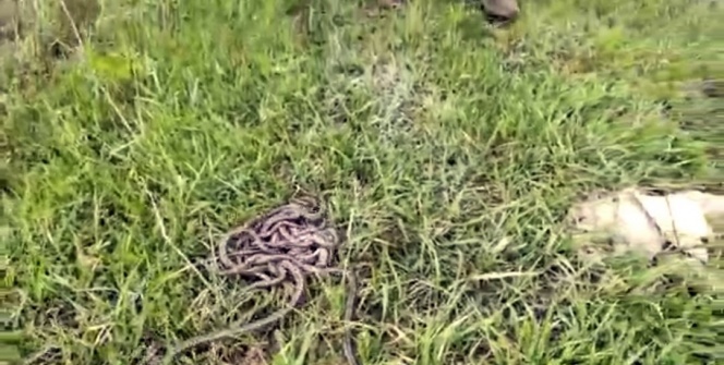 Korktukları için terk ettikleri evlerinden çıktı! Onlarca yakalandı