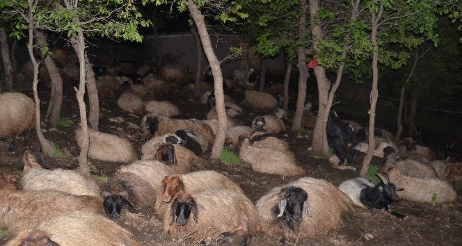 Şırnak’ta besiciler, koyunlarını kurtlardan korumak için gece nöbet tutuyor gündüz ise uyuyor