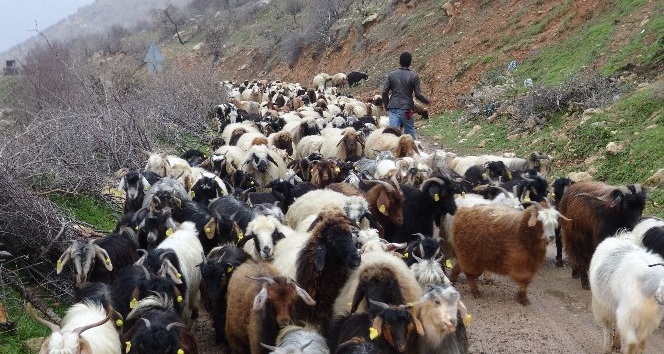 Gercüş’te kurtlar keçi sürüsüne saldırdı