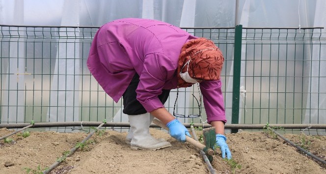 Bolu’da, eğitime verilen arada öğrenciler için yapılan seralarda öğretmenler ekim yapıyor