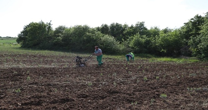 İzmit Belediyesi kompost gübre üretimine başladı