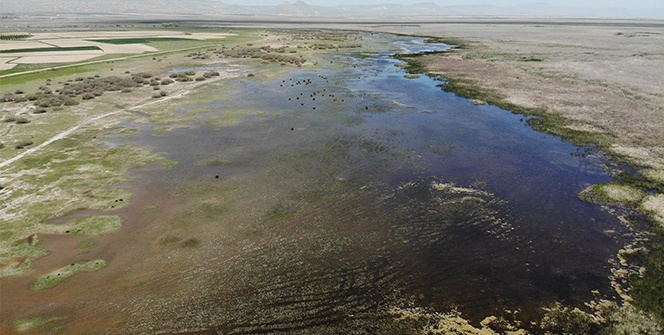 Kayseri'de 'Sultan Sazlığı' mutluluğu