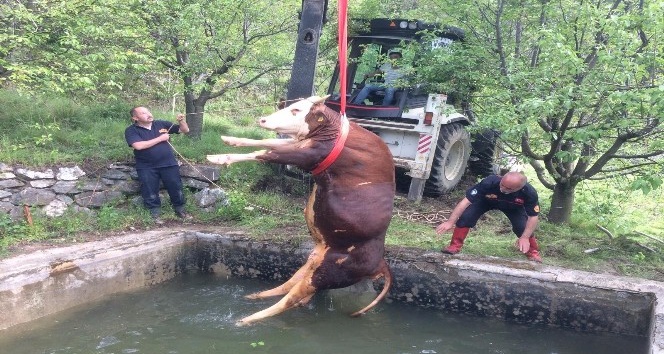 Sulama havuzuna düşen ineği kurtarma operasyonu