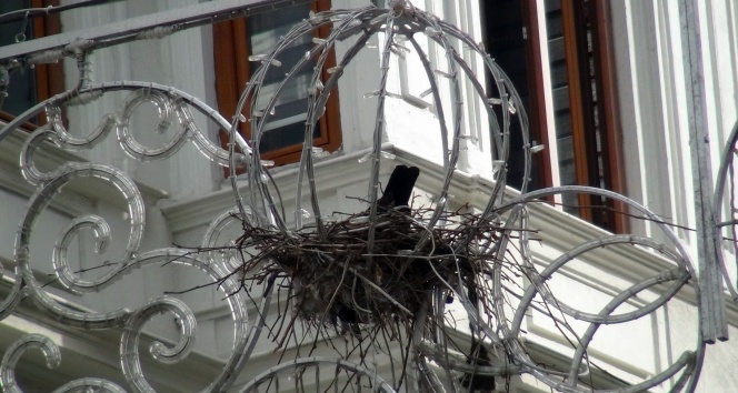 Taksim İstiklal Caddesi’nin göbeğindeki ilginç kuş yuvası