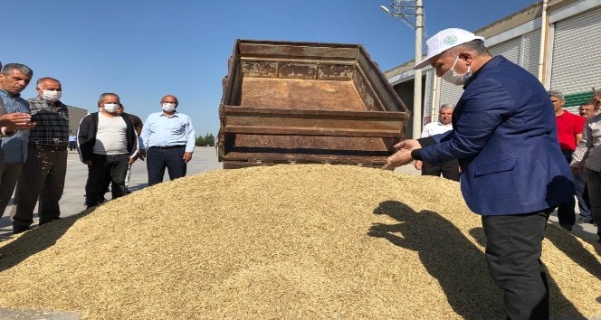 Mardin’de Dünya Çiftçiler Gününde sezonun ilk arpa hasadı yapıldı