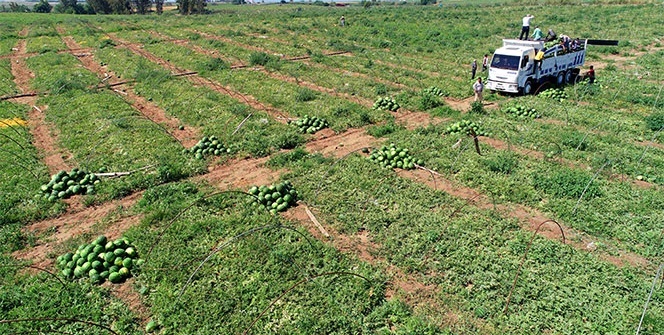 Adana'da karpuzda hasat coşkusu