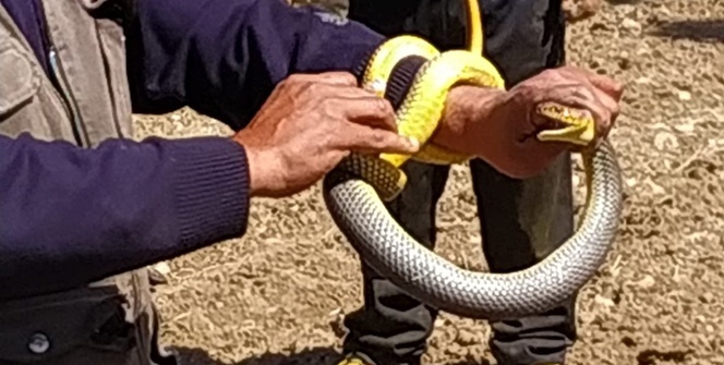 Çiftçi eliyle yakaladı! Şaşkınlıkla izlediler