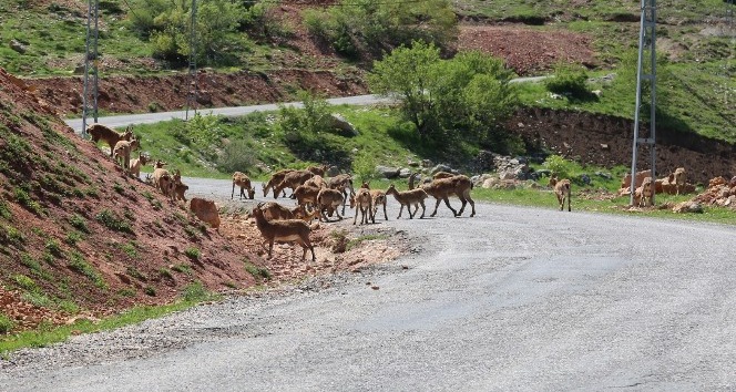 Tunceli’de dağ keçileri sürü halinde karayoluna indi