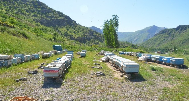 Bal arıları oğul vermeye başladı