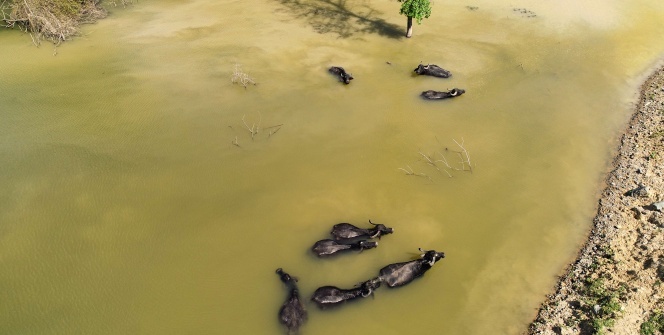 Burası Afrika değil Arnavutköy