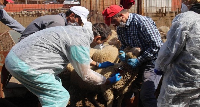 Koyun ve keçilere PPR ve Brucella aşısı yapılmaya başlandı