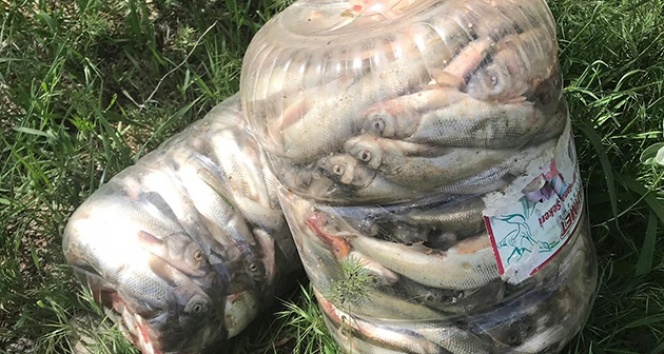 Muradiye`de 3,5 ton kaçak avlanmış balık ele geçirildi