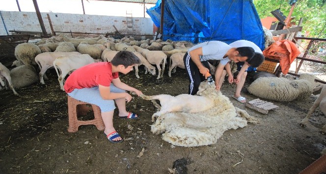 Sıcaktan bunalan koyunları kırparak rahatlatıyor