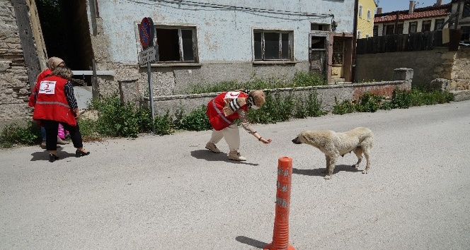 Kastamonu’da Türk Kızılayı kadın gönüllüleri sokak hayvanlarını besledi