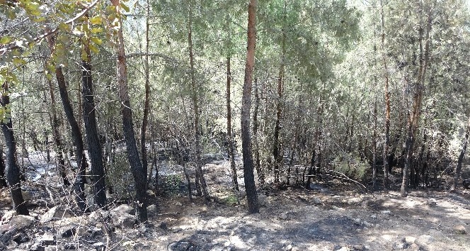 Kozan’daki orman yangını 5 saatte söndürüldü