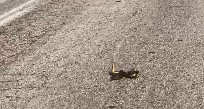 Yola atlayıp can çekişen Kırbaç Yılanı kamerada