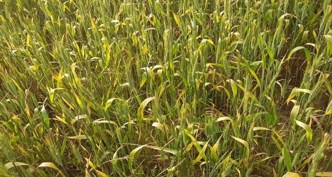 Sinop’taki buğday tarlalarından hastalık yayılımı